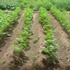 Cotton